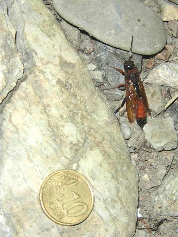 Sphecidae?